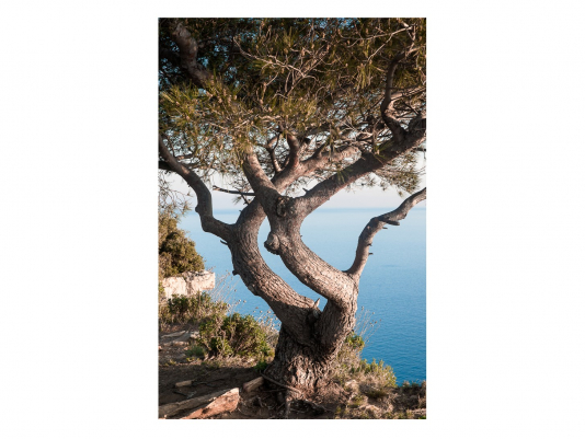 Настенный декор Coastal Tree Printed Image