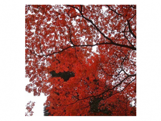 Настенный декор Red Leaves Opti White Image