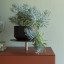 Комод Ikebana - купить в Москве от фабрики Mogg из Италии - фото №16