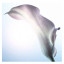 Настенный декор Floral Opti White Image - купить в Москве от фабрики Astley из Великобритании - фото №1