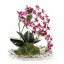 Статуэтка Dendrobiums 4182 - купить в Москве от фабрики John Richard из США - фото №1